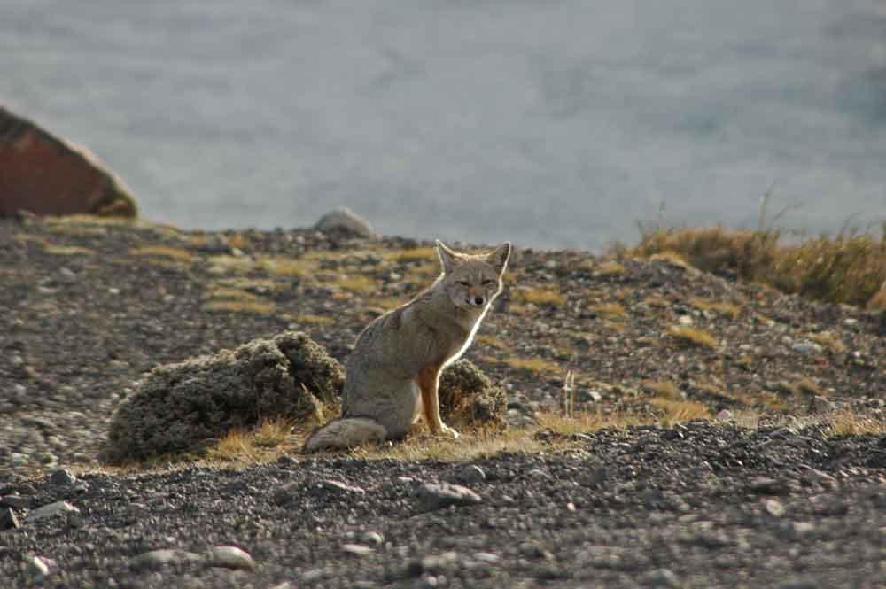 Zorro Gris - parque nacional Torres del Paine - Chile 2.jpg